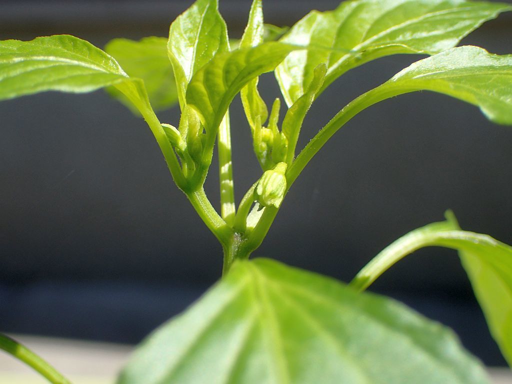 今年も青唐辛子の苗を植えつけました ぶん屋の抽斗 今年も青唐辛子の苗を植えつけました ぶん屋の抽斗