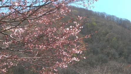 5月8日の「一本桜」_c0160368_18094598.jpg