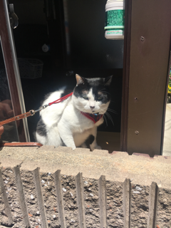 仲良くなりたい猫様_f0363168_18424119.png
