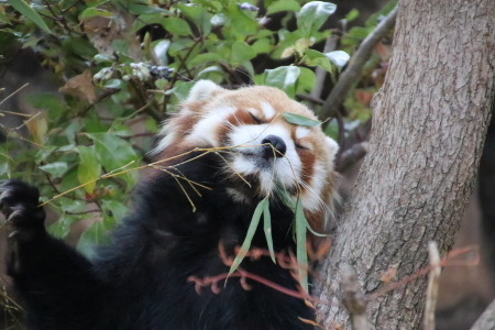 笹を食べるジャズ♂_b0409270_06085185.jpg