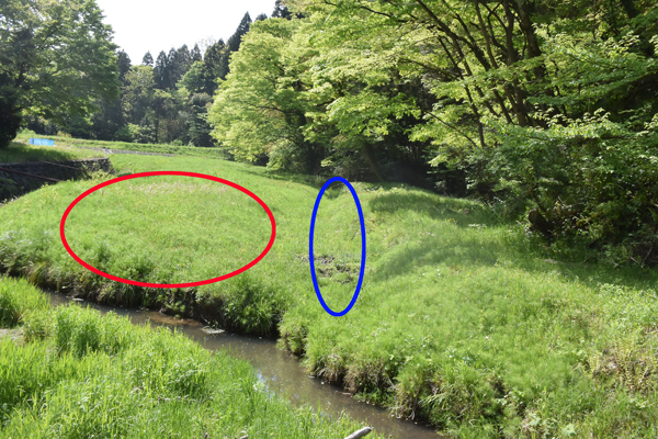 富山のヒラサナエ_e0167571_22213949.jpg
