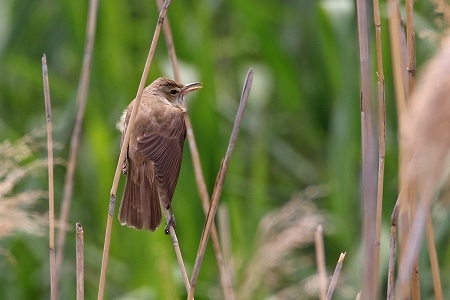 ★先週末の鳥類園(2019.4.29~5.6)_e0046474_18562318.jpg