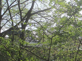 a0142083_12301771.jpg