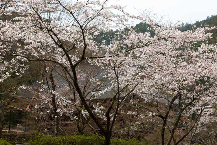鞍馬寺_e0051888_05142857.jpg