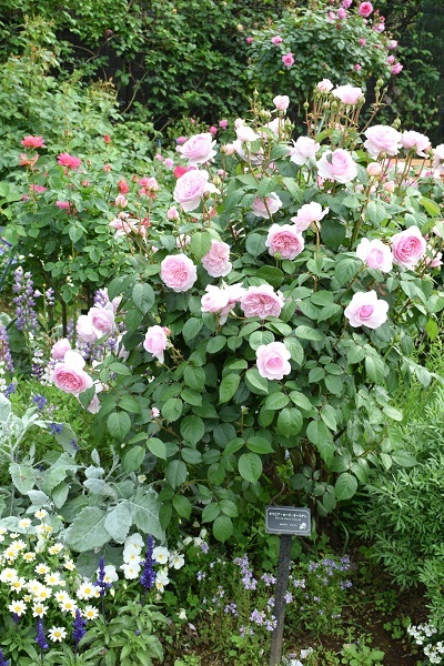 d0099791_01555311.jpg