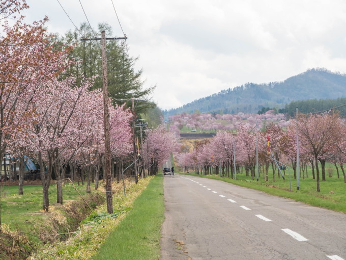 十勝の桜名所になった 桜六花公園 満開でした 十勝 中札内村 森の中の日記 Cafe 宿カンタベリー