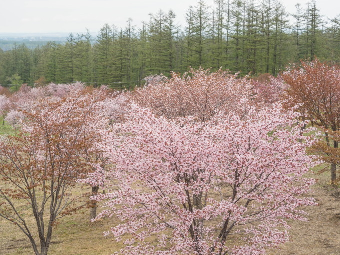 十勝の桜名所になった「桜六花公園」満開でした!_f0276498_23242674.jpg