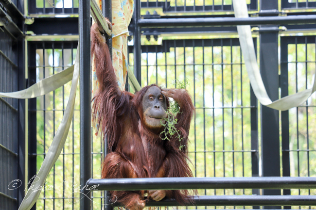 豊橋総合動植物公園　２０１９年５月３日　その１_e0398403_17432635.jpg