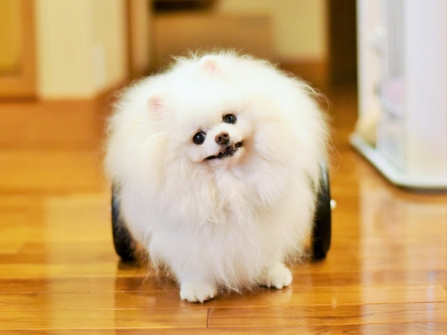 尊敬の眼差しを注ぐ_d0360206_22442923.jpg