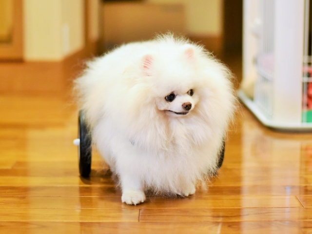尊敬の眼差しを注ぐ_d0360206_22442952.jpg