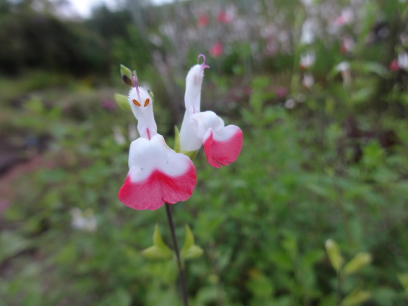 ホットリップス だんご虫の花 ホットリップス だんご虫の花