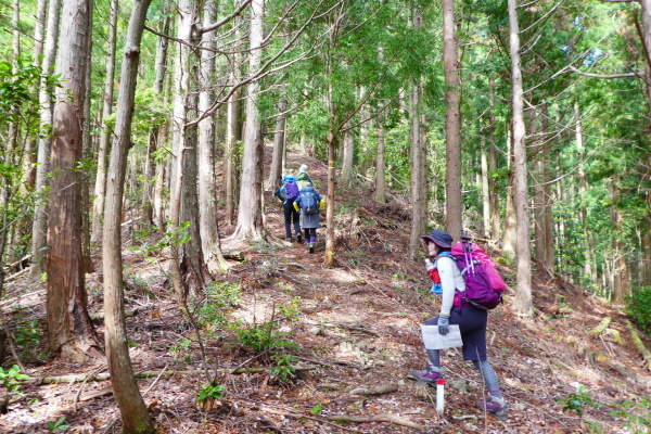 石楠花咲く　古ｹ丸山 (1,210.9M)  分岐到達編_d0170615_19521827.jpg