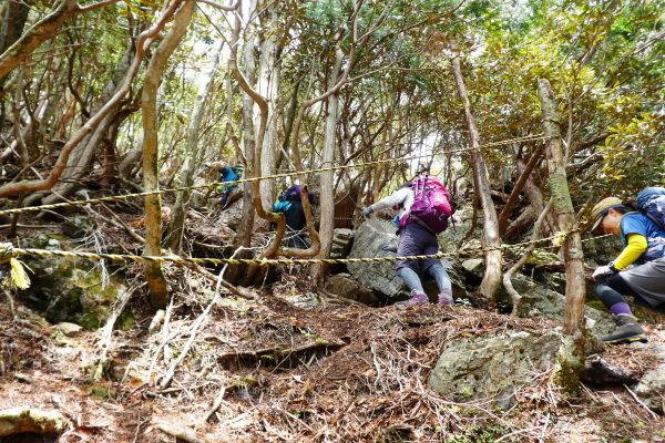 石楠花咲く　古ｹ丸山 (1,210.9M)  分岐到達編_d0170615_19532683.jpg