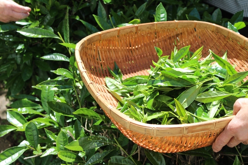 茶ＬＯＮ　（６５）_b0220318_09313805.jpg