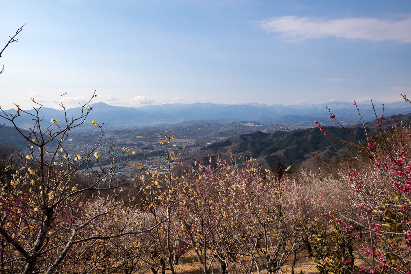 梅百花の香りの山へ「宝登山」山頂と梅百花園_c0369219_11072610.jpg