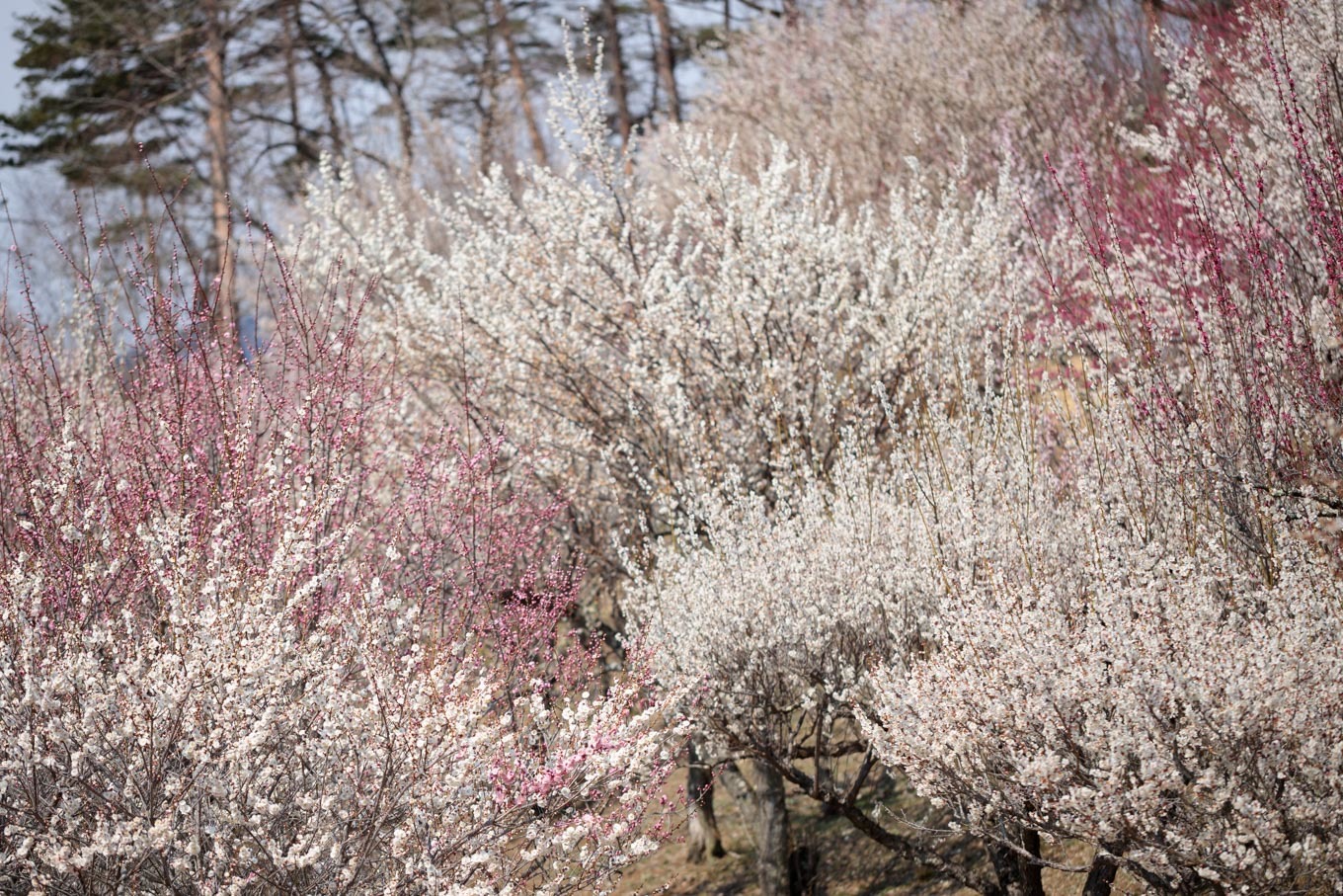 梅百花の香りの山へ「宝登山」山頂と梅百花園_c0369219_12503874.jpg