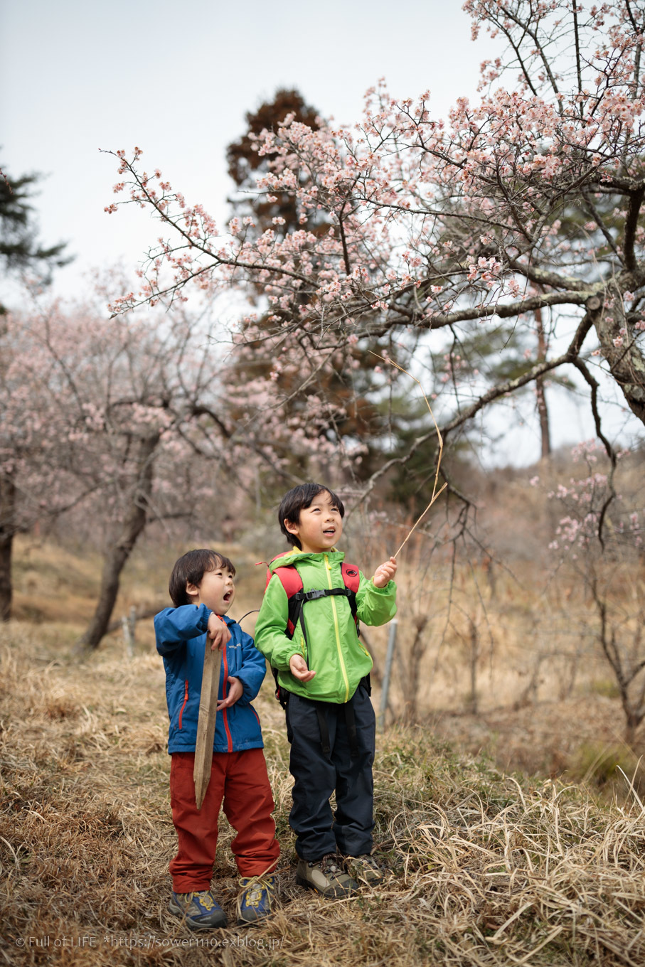 梅百花の香りの山へ「宝登山」山頂と梅百花園_c0369219_13454080.jpg