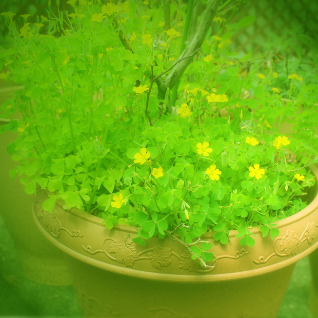 野の花「カタバミ」と自然寄せ植え_a0329820_11375936.jpg