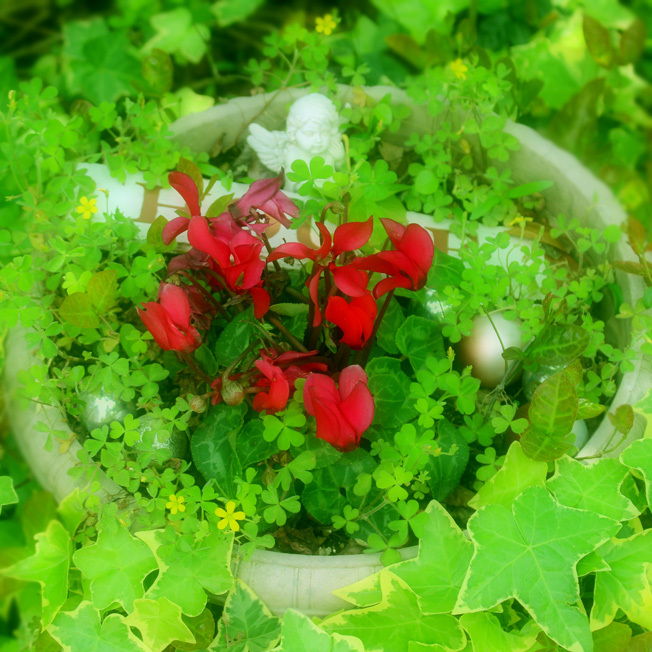 野の花「カタバミ」と自然寄せ植え_a0329820_11381801.jpg