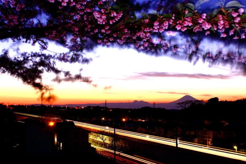 花と富士山_e0413122_14302240.jpg