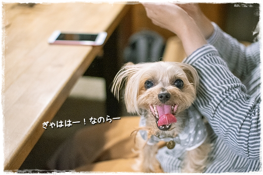 d0179828_11145704.png