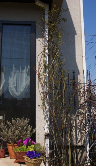 e0021328_20032941.jpg