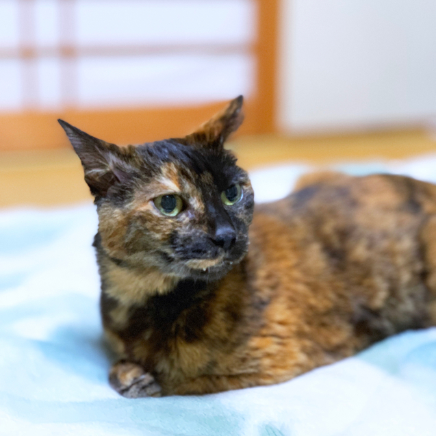りさちゃんのその後の様子_d0355333_21172899.jpg