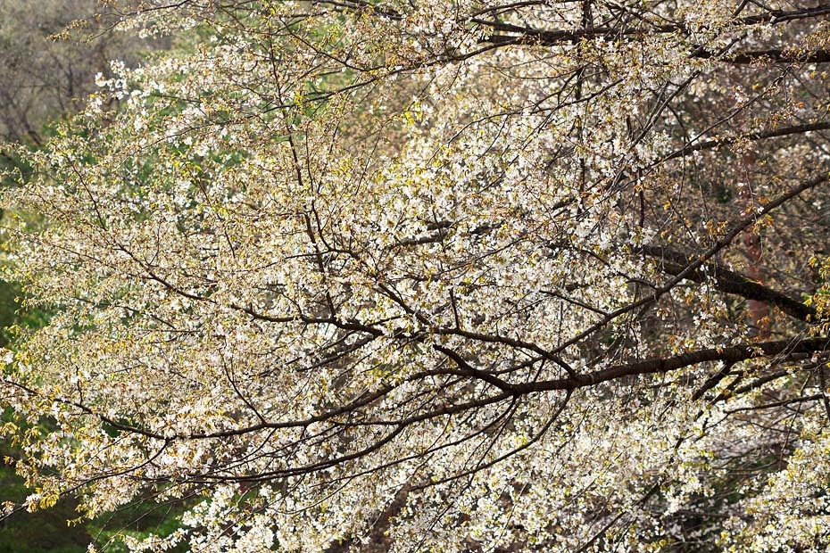 c0067040_22315694.jpg