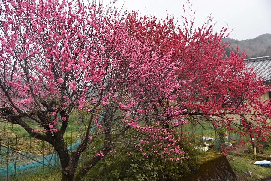 a0055650_18404821.jpg