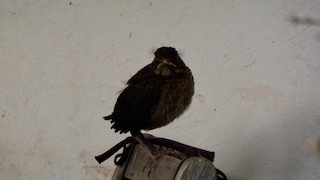 b0396150_11440465.jpeg