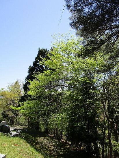 大船渡・お墓参り_c0327752_15574835.jpg