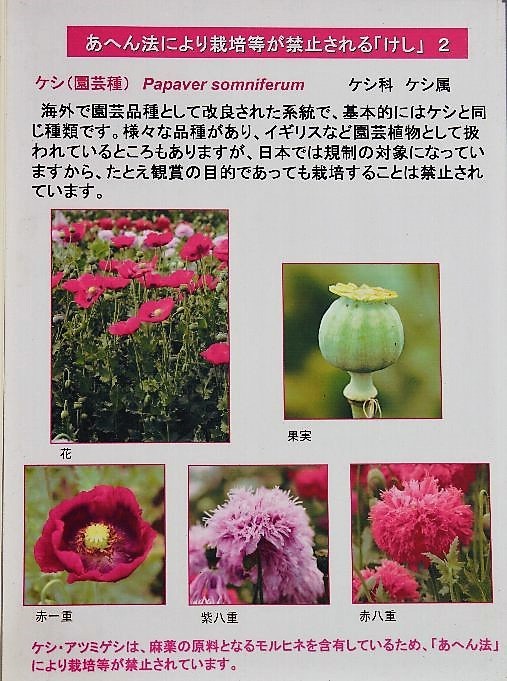 植えてはいけないケシの花 薬草園 さんじゃらっと ｂｌｏｇ２