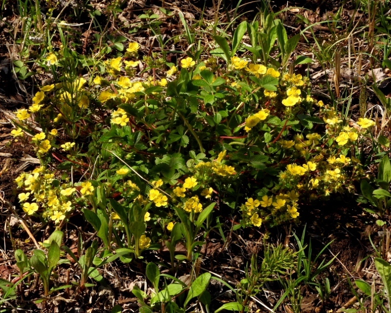 c0305565_17595801.jpg