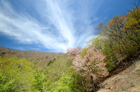 新緑の尾根を歩く　　明神岳～千石山_c0303868_06535129.jpg