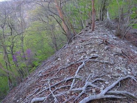 新緑の尾根を歩く　　明神岳～千石山_c0303868_06543600.jpg