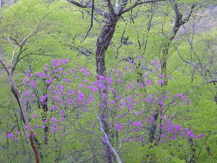 新緑の尾根を歩く　　明神岳～千石山_c0303868_06545789.jpg