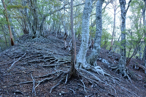 新緑の尾根を歩く　　明神岳～千石山_c0303868_06552165.jpg