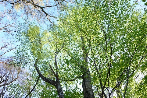 新緑の尾根を歩く　　明神岳～千石山_c0303868_06555792.jpg