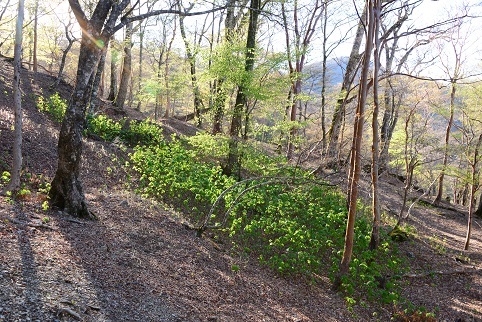 新緑の尾根を歩く　　明神岳～千石山_c0303868_06563742.jpg