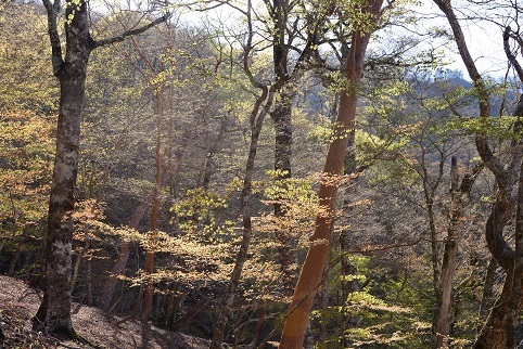 新緑の尾根を歩く　　明神岳～千石山_c0303868_06565453.jpg