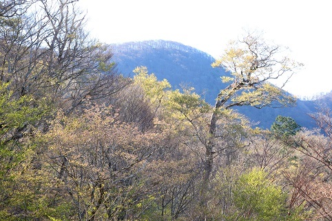 新緑の尾根を歩く　　明神岳～千石山_c0303868_06572978.jpg