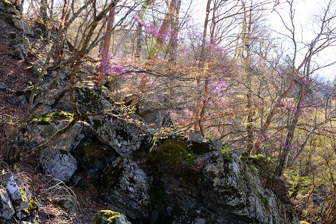 新緑の尾根を歩く　　明神岳～千石山_c0303868_06575233.jpg