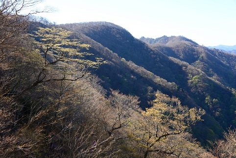 新緑の尾根を歩く　　明神岳～千石山_c0303868_06581156.jpg