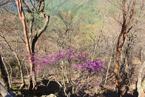 新緑の尾根を歩く　　明神岳～千石山_c0303868_06584898.jpg