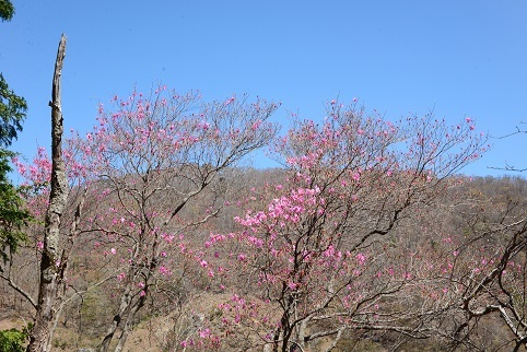 新緑の尾根を歩く　　明神岳～千石山_c0303868_06594454.jpg