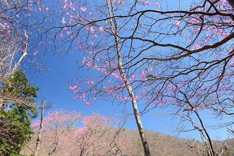 新緑の尾根を歩く　　明神岳～千石山_c0303868_07000508.jpg