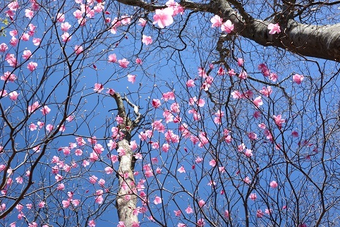 新緑の尾根を歩く　　明神岳～千石山_c0303868_07002597.jpg