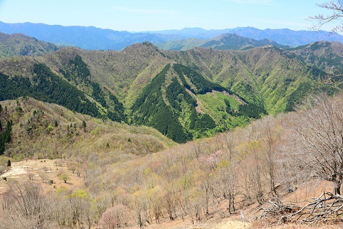 新緑の尾根を歩く　　明神岳～千石山_c0303868_07012215.jpg