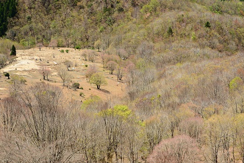 新緑の尾根を歩く　　明神岳～千石山_c0303868_07014842.jpg