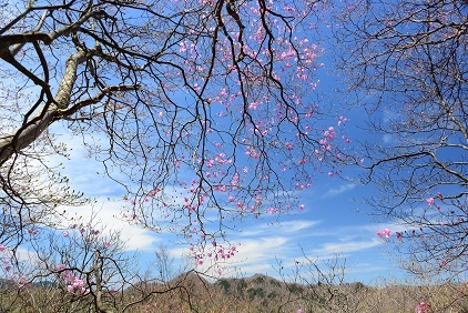 新緑の尾根を歩く　　明神岳～千石山_c0303868_07023355.jpg